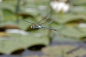 Große Königslibelle
