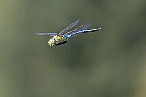 Große Königslibelle (Anax imperator)
