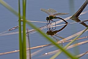 Große Königslibelle (Anax imperator)