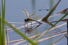 Große Königslibelle (Anax imperator)