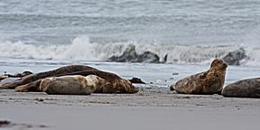 Kegelrobben-Kolonie
