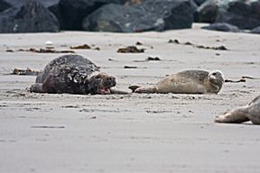 M&auml;nnchen und Jungtier