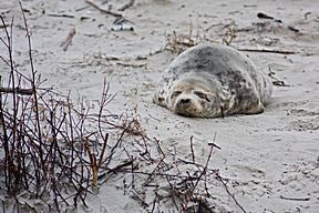 Weibchen am Ruheplatz